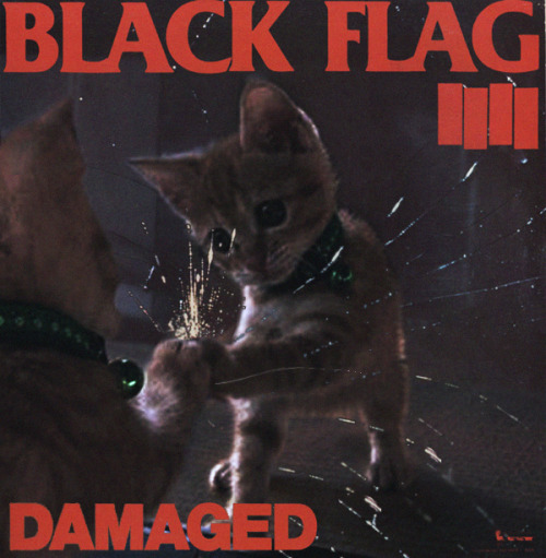 black-flag-cat-album