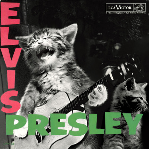 elvis-cat-album