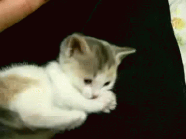 gato-gif