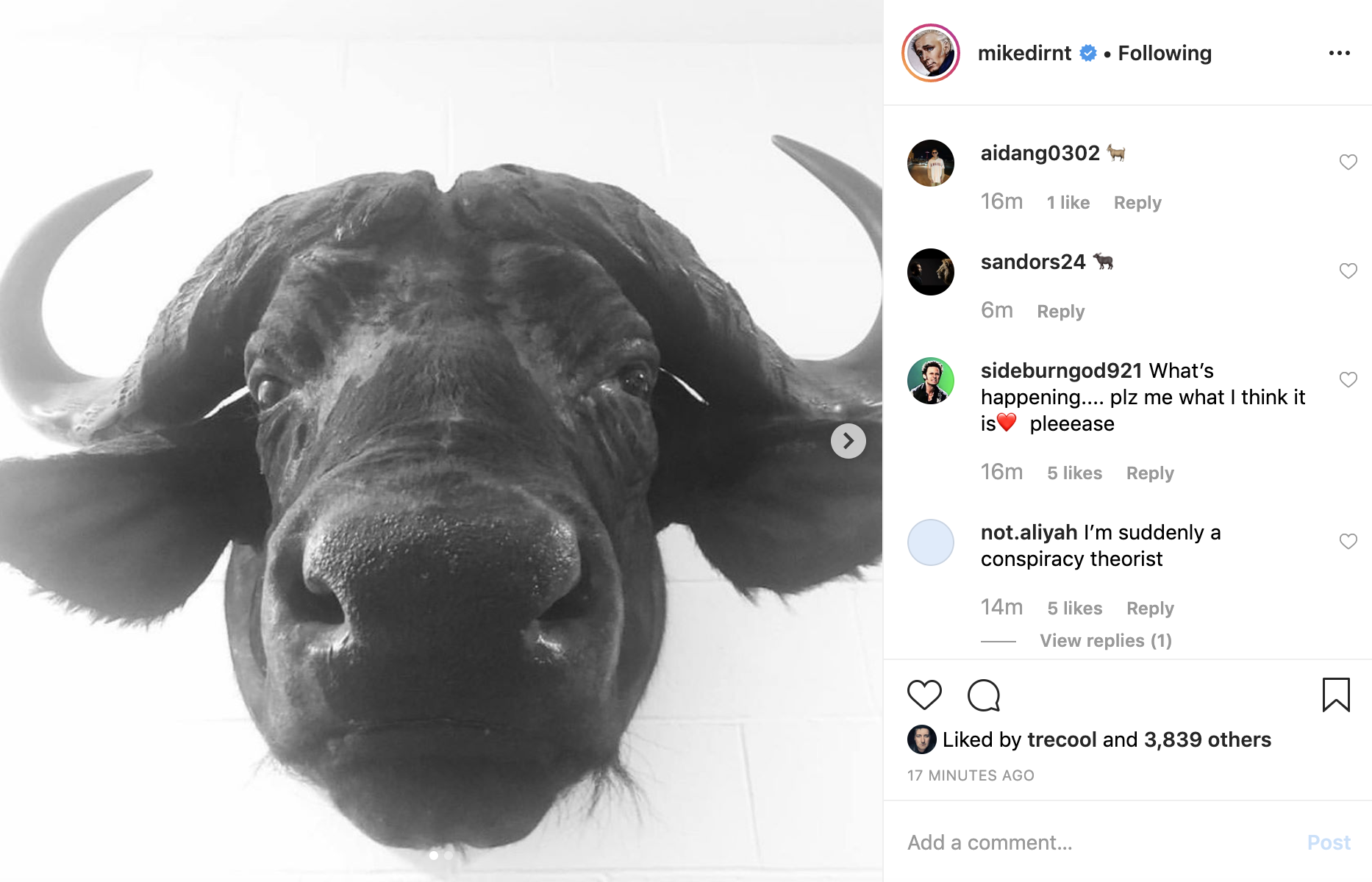 Imagen de un toro en el instagram de Mike Green Day