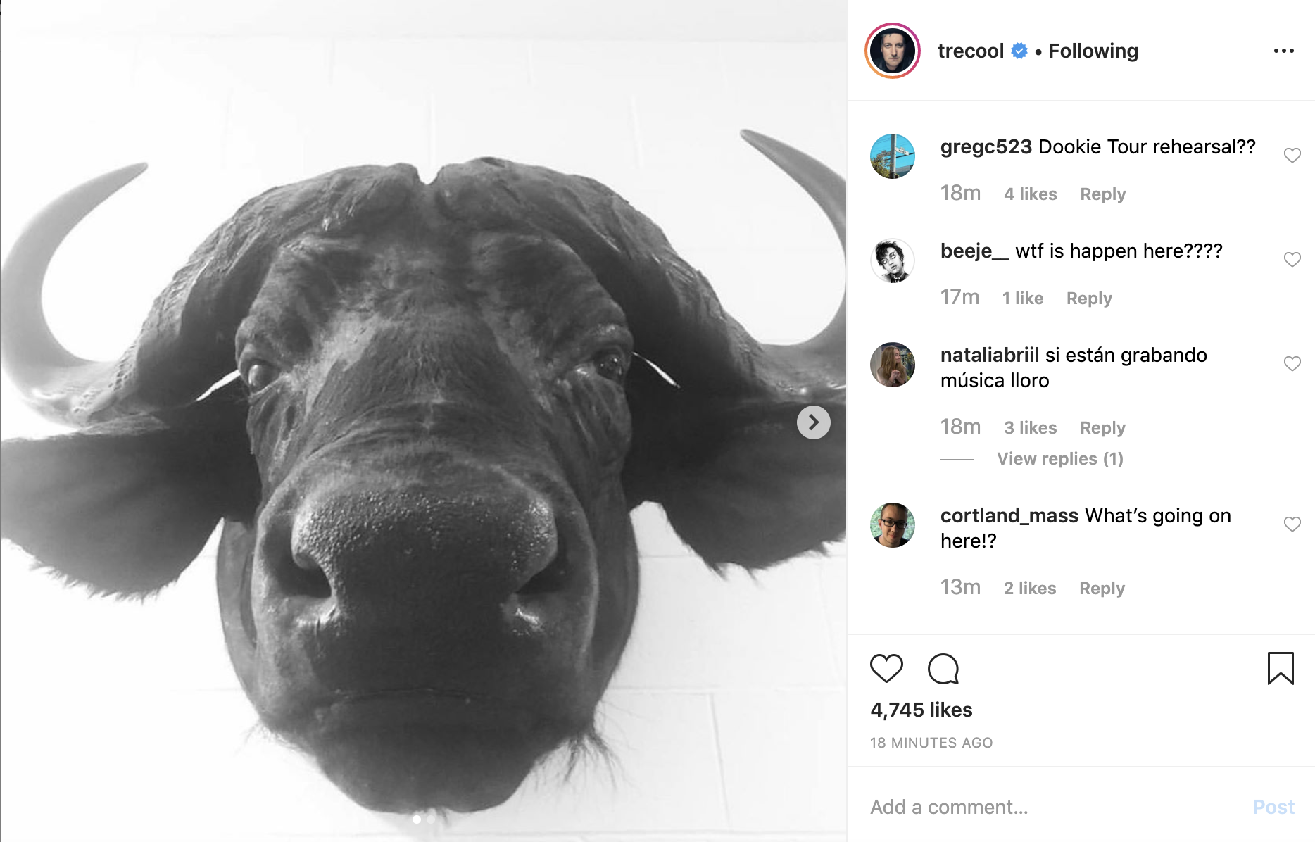 Imagen de un toro en el instagram de Trecool